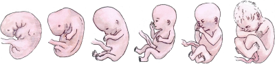 Die Entwicklung eines Foetus zum Baby