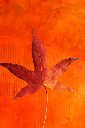 Foto zu  Herbst-Idee: Bunte Blätter pressen