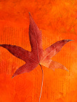 Vorschaubild für Herbst-Idee: Bunte Blätter pressen