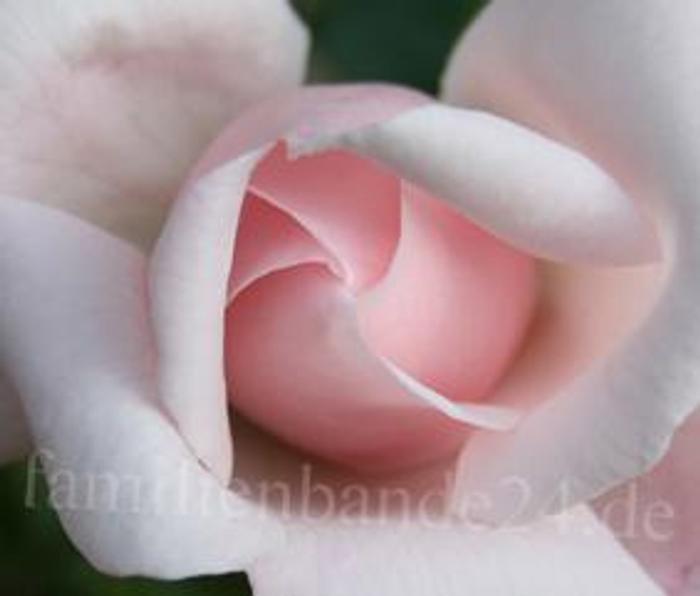 Illustration Mariannne Schnell