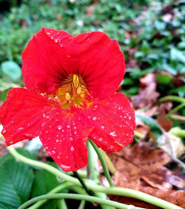 Illustration Astrid Sommer