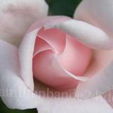 Hebamme Mariannne Schnell