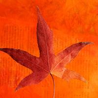 Illustration Bunte Blätter pressen