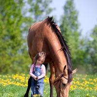 Illustration Das eigene Pferd